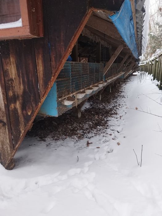 Srzedam klatki z siatkii