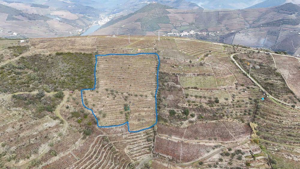 Vende-se terreno agrícola com vinha e Oliveiras