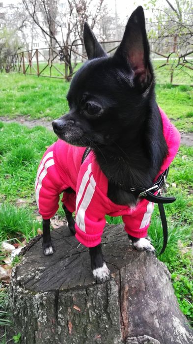 Вязка   чихуахуа