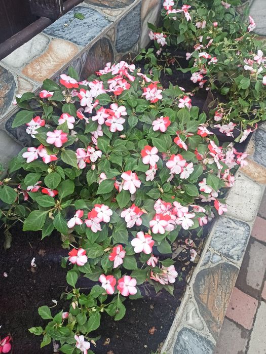 Продам бальзамiн.