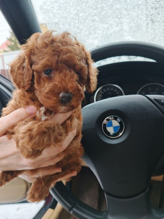 Одесские щенки Той