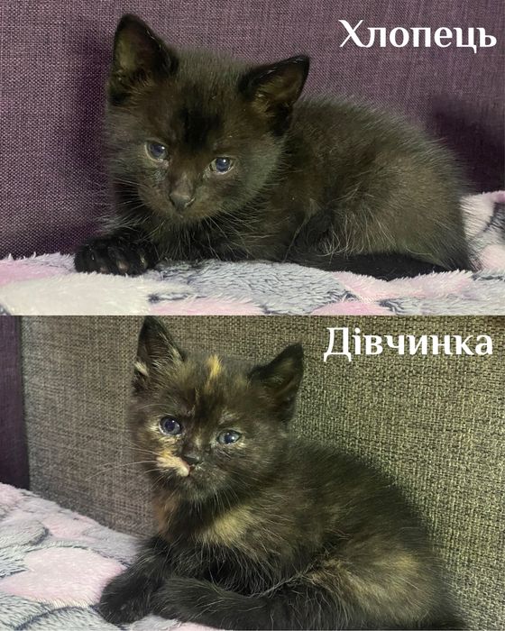 Котята в добрі руки