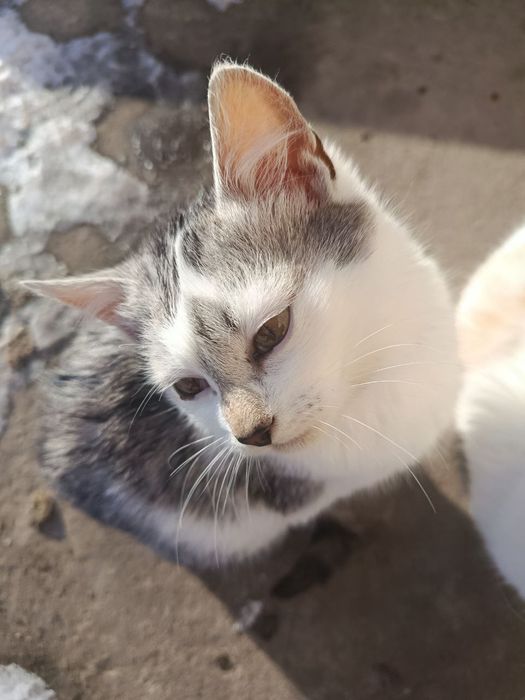 Котик-хлопчик в добрі руки