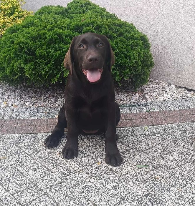 Labrador Retriever - czekoladowa suczka ZKwP/FCI