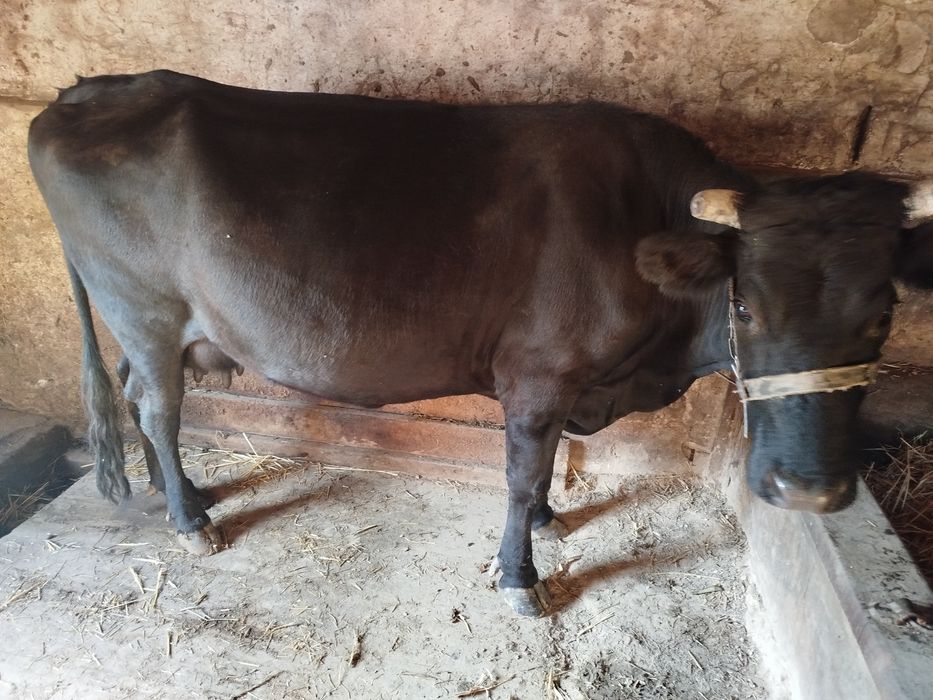 Продам корову тільну
