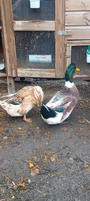 Parka kaczek staropolskich czubatych