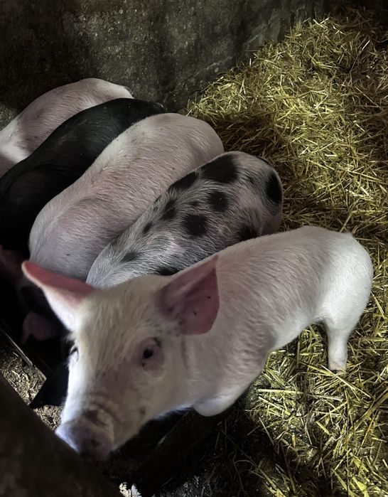 Місячні поросята