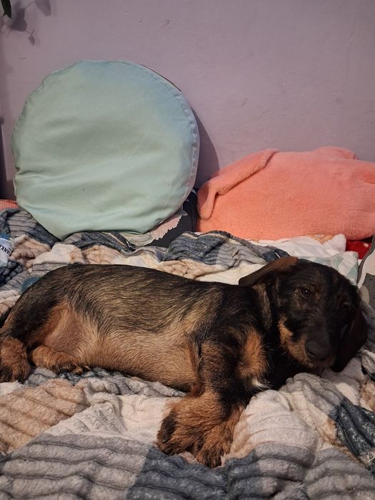 Jamnik szorstkowłosy standardowy