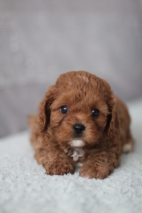*** Cavapoo śliczny piesek**