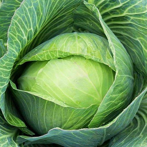 Насіння Капуста Білоголова БРИГАДИР F1 BRIGADIER F1 Семена Капусты