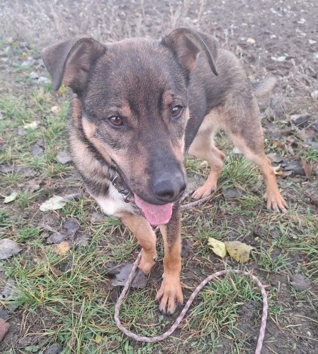 Klops do adopcji