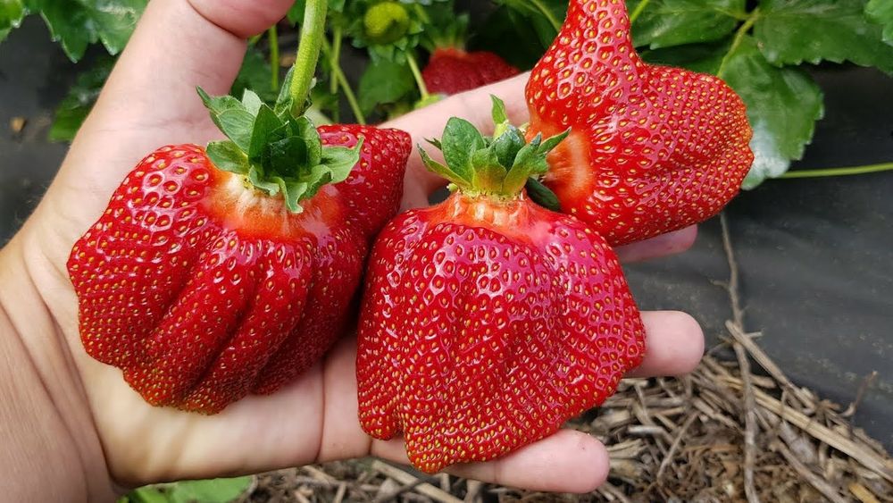 Саженцы клубники "Азия".