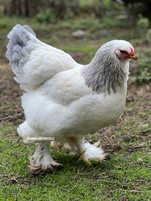 ( OVOS ) BRAHMA SALMÃO / BRAHMA BUFF / BRAHMA LIGTH