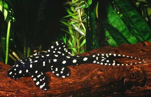Acanthicus adonis (L-155)