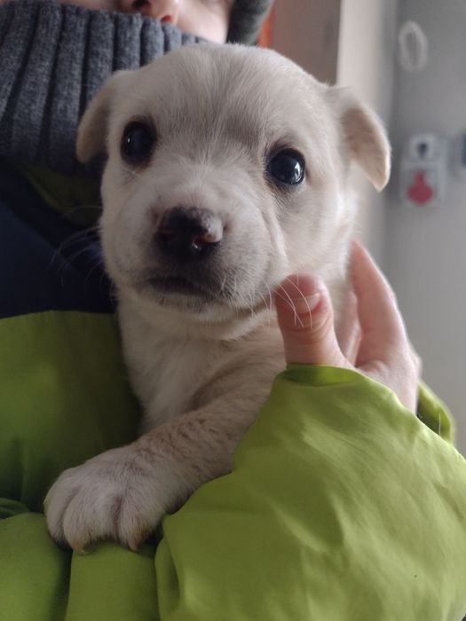 Oddam pieski 3 suczki i 1 samiec