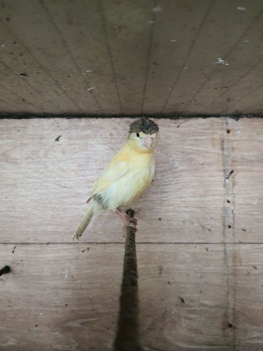 Vendo canários de várias cores