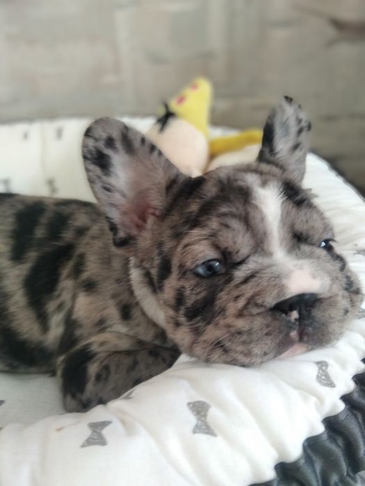 Французский бульдог красуня