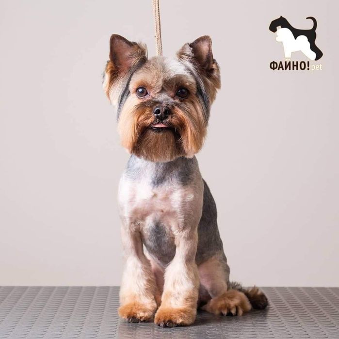 Йорк терьер.Вязка