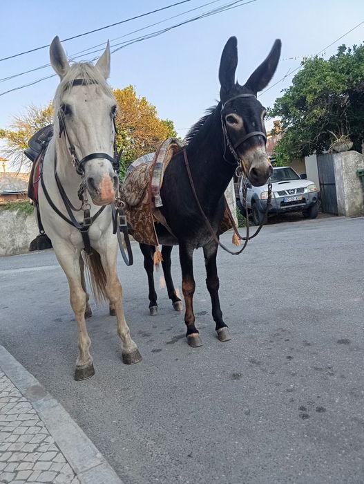 Cavalo capado manso