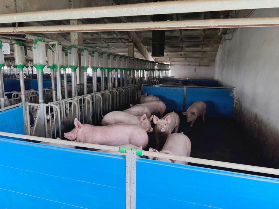 Продаж Діючої Свиноферми!