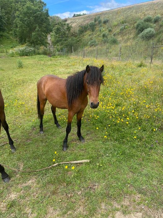 Vendo Garrano macho