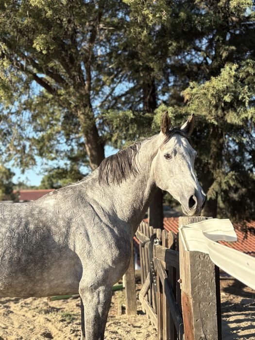 Cavalo obstaculos