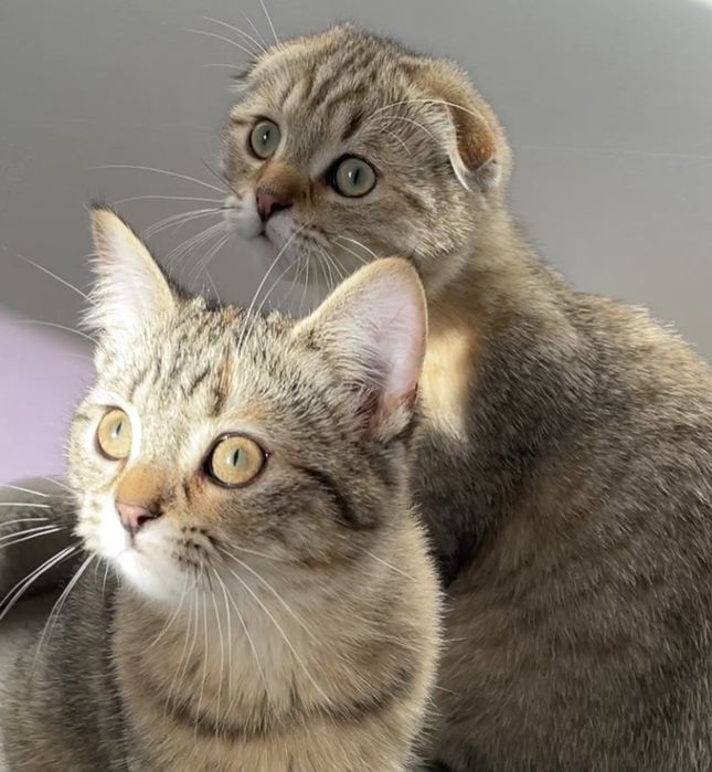 Вислоухий и прямоухие шотландские котята, мальчик и девочки