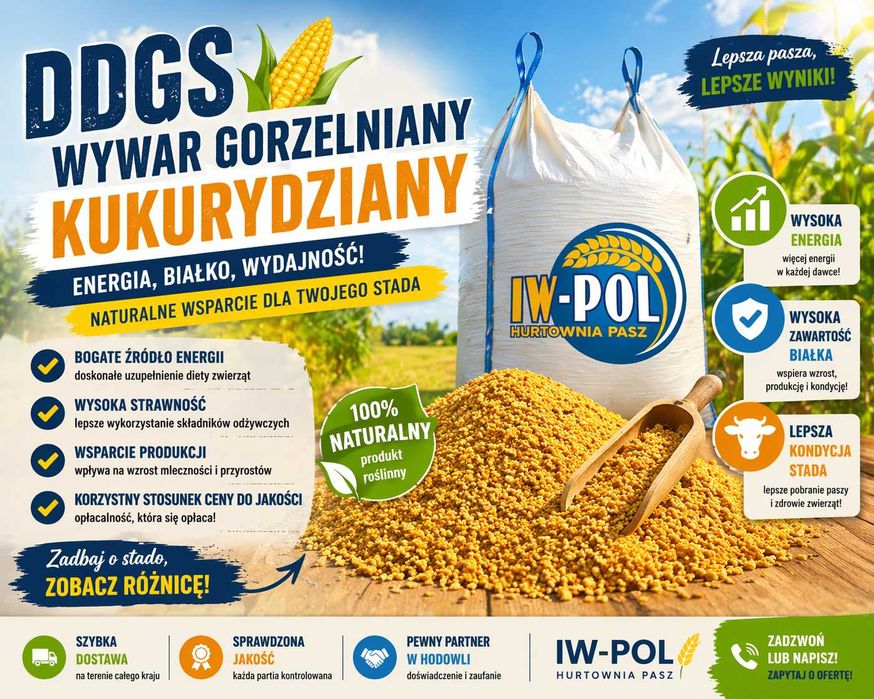 Wywar gorzelniany DDGS, kukurydziany.