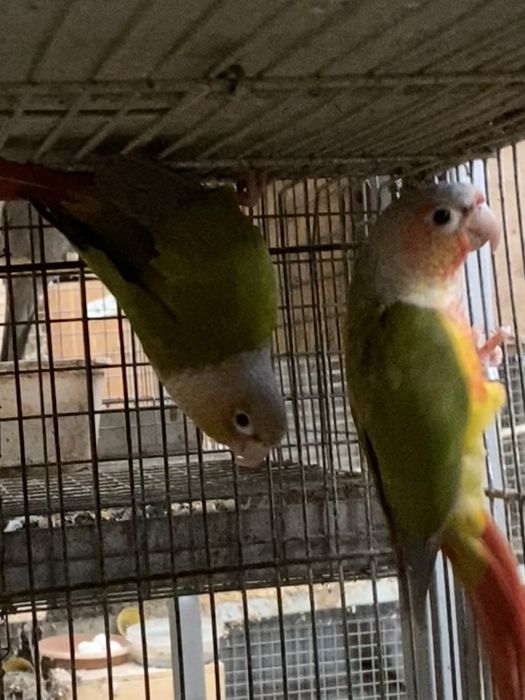 Pyhrruras Pyneipe para criar á mão