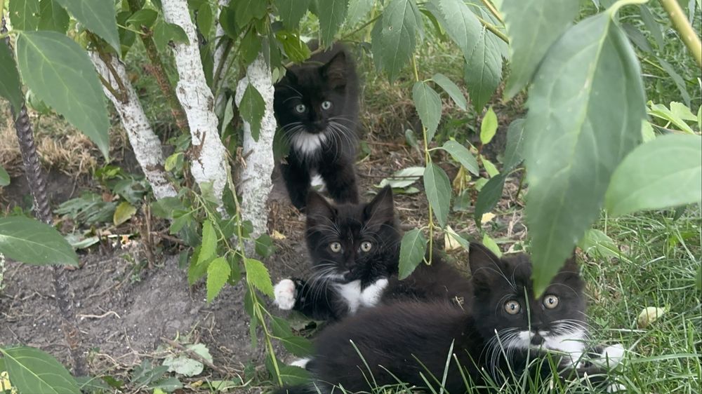 Віддам котиків безкоштовно у добрі руки