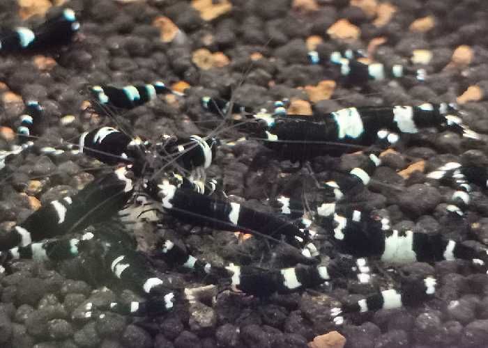 Krewetki Taiwan Bee Black King Kong