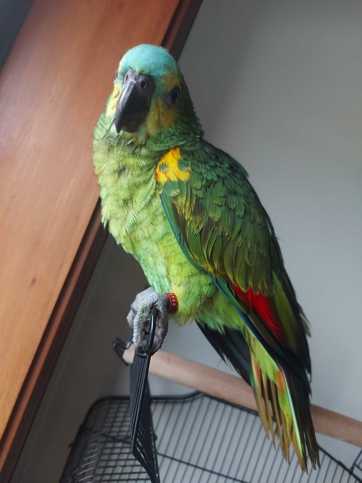 Vendo papagaio aestiva