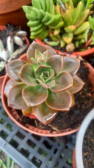 Suculentas echiverias