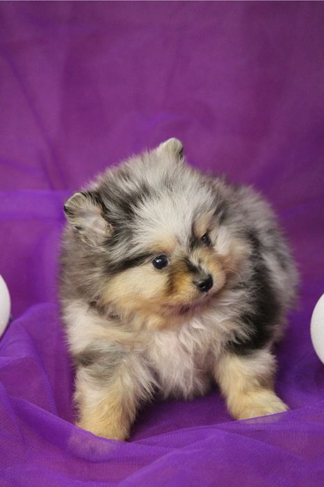 Мальчик , мелкий компактный ,шпиц щенок