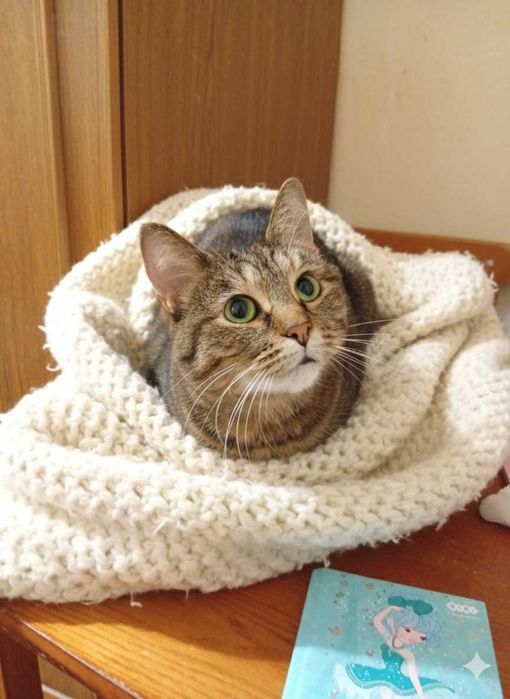 Найласкавіша киця. Стерилізована кішкаа