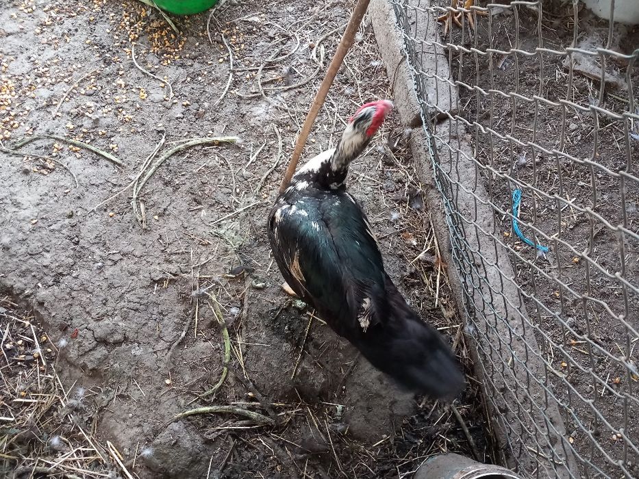 Pato macho e femea mudos adultos