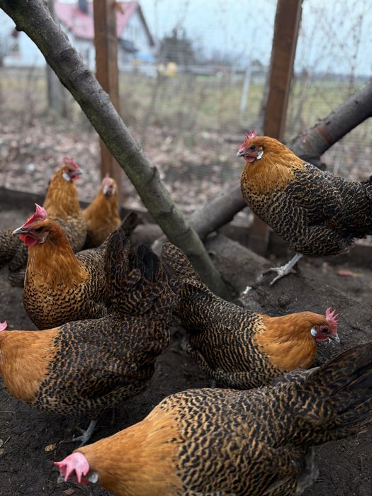 Brakla Złota - jaja lęgowe