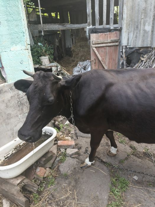 Продам корову на молоко