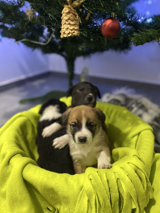 Віддам у добрі руки цуценят