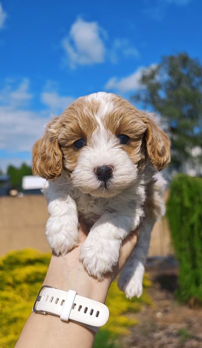 **Cavapoo**cudowny piesek !