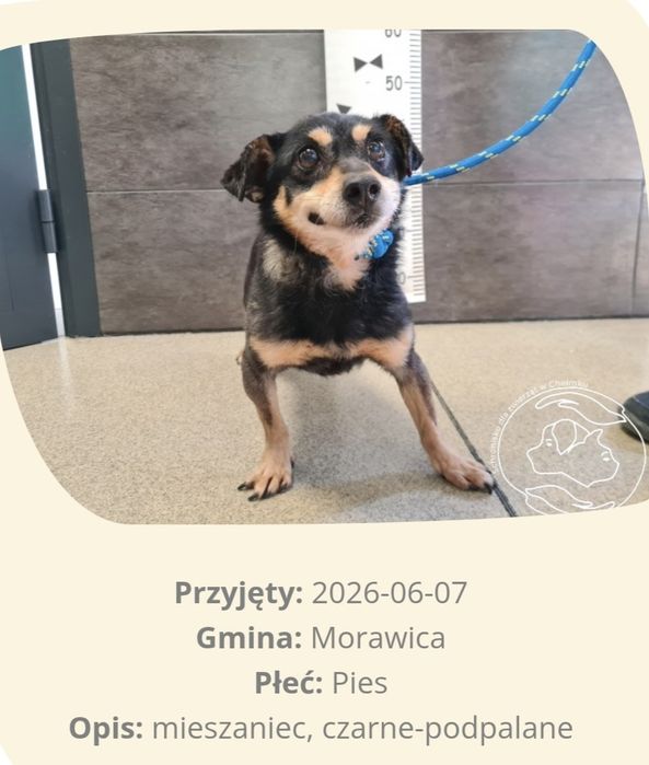 Śliczny mały Pikselek szuka domu