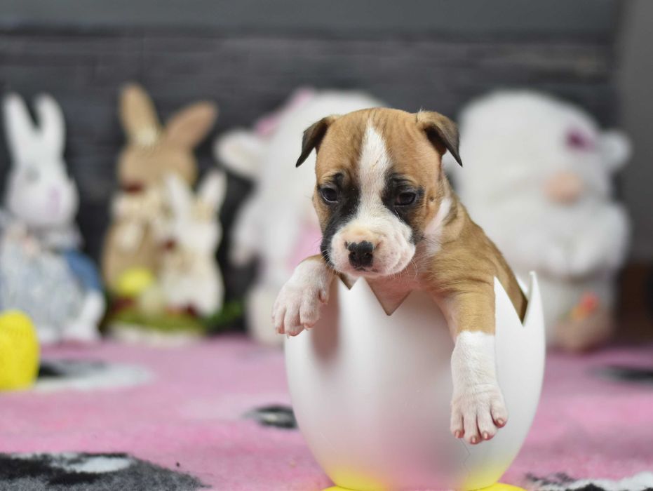 Piesek Amstaff "BUZZ ASTRAL"z rodowodem ZKwP (FCI) – piękny chłopak!