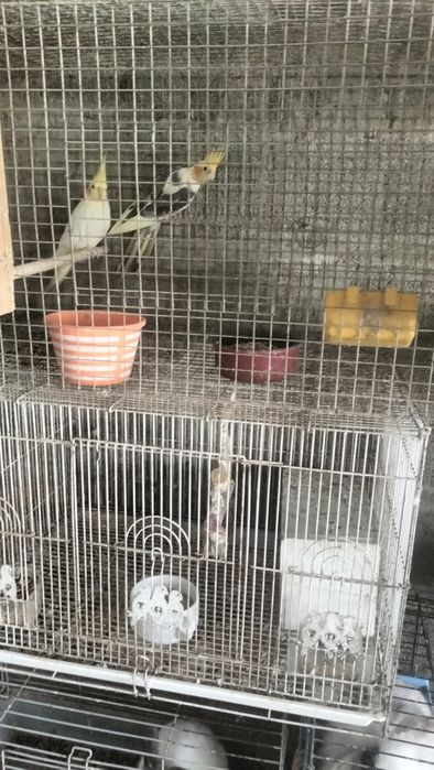 Caturras bonitas