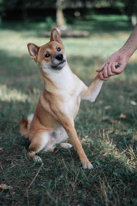 Вʼязка шиба іну.