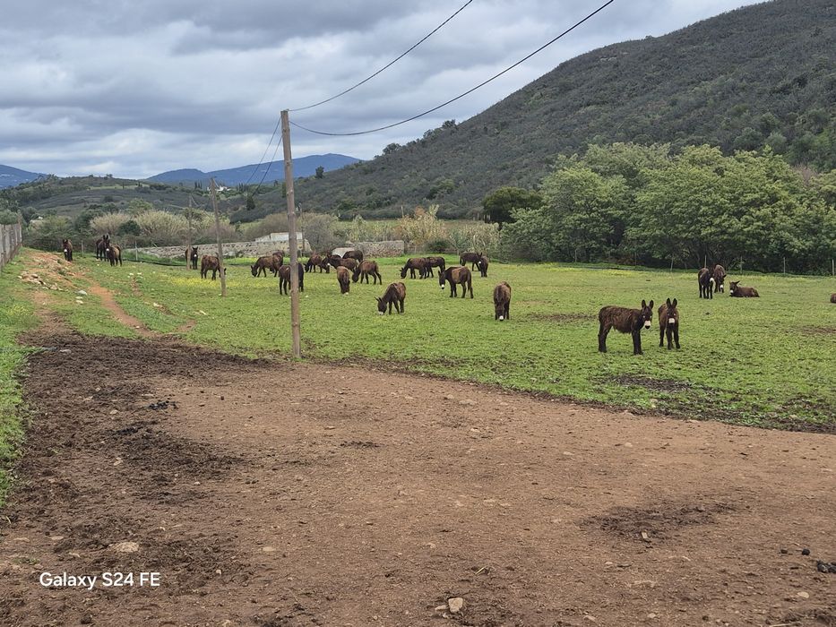Burros Mirandeses Puros