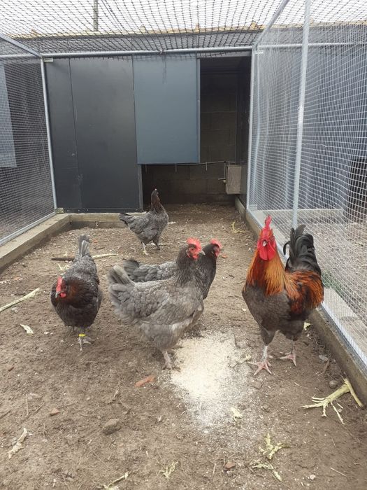Ovos Marans fecundados férteis para incubação