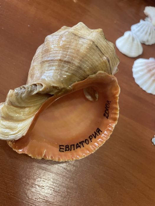 Ракушки ,Мушли ,Звездочки морскик