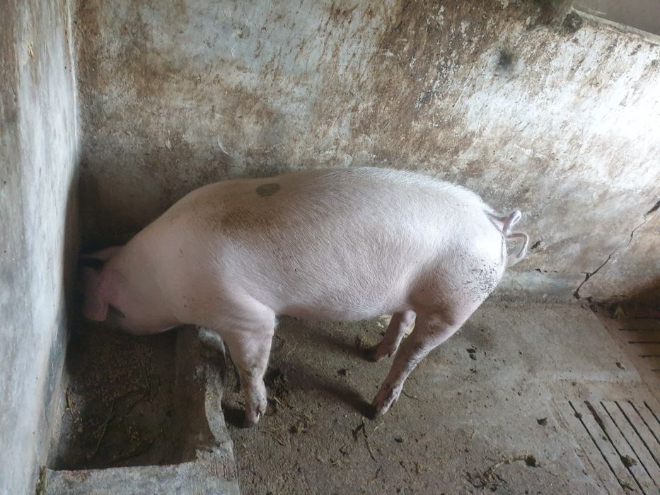 Leitão pietran capado