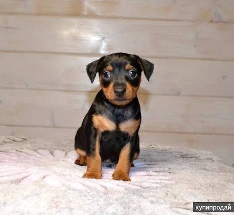 Високопородні цуценята цвергпінчера