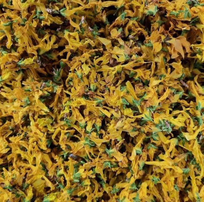 Suszone kwiaty forsycji